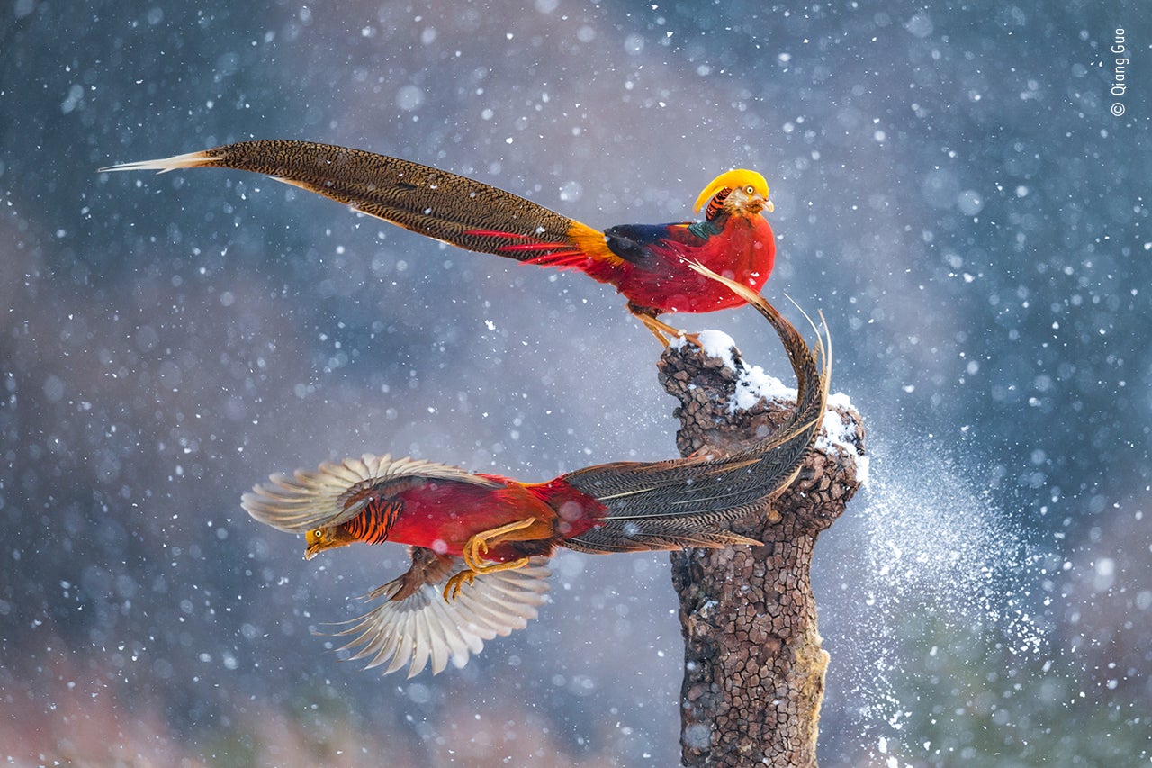 Photo: Qiang Guo/Wildlife Photographer of the Year