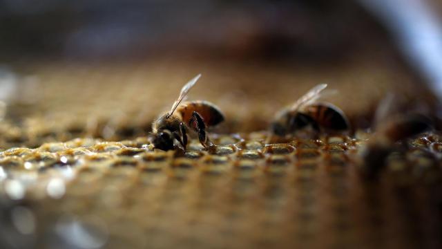 Thousands of Honeybees Stared Down Spain’s Cumbre Vieja Volcano. They Won