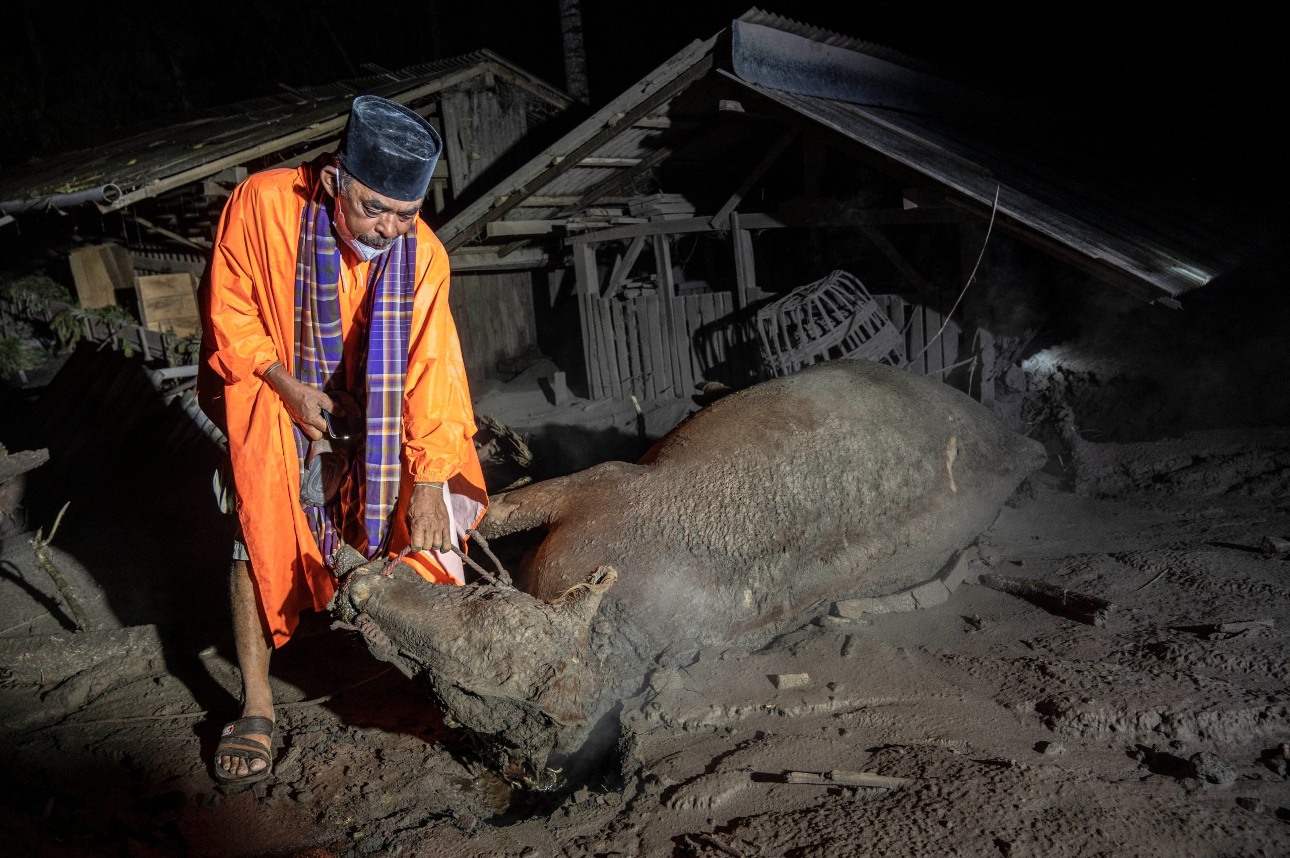 A villager inspects dead livestock next to residential areas buried by volcanic ashes at Sumber Wuluh village, in Lumajang. (Photo: Juni Kriswanto/AFP, Getty Images)