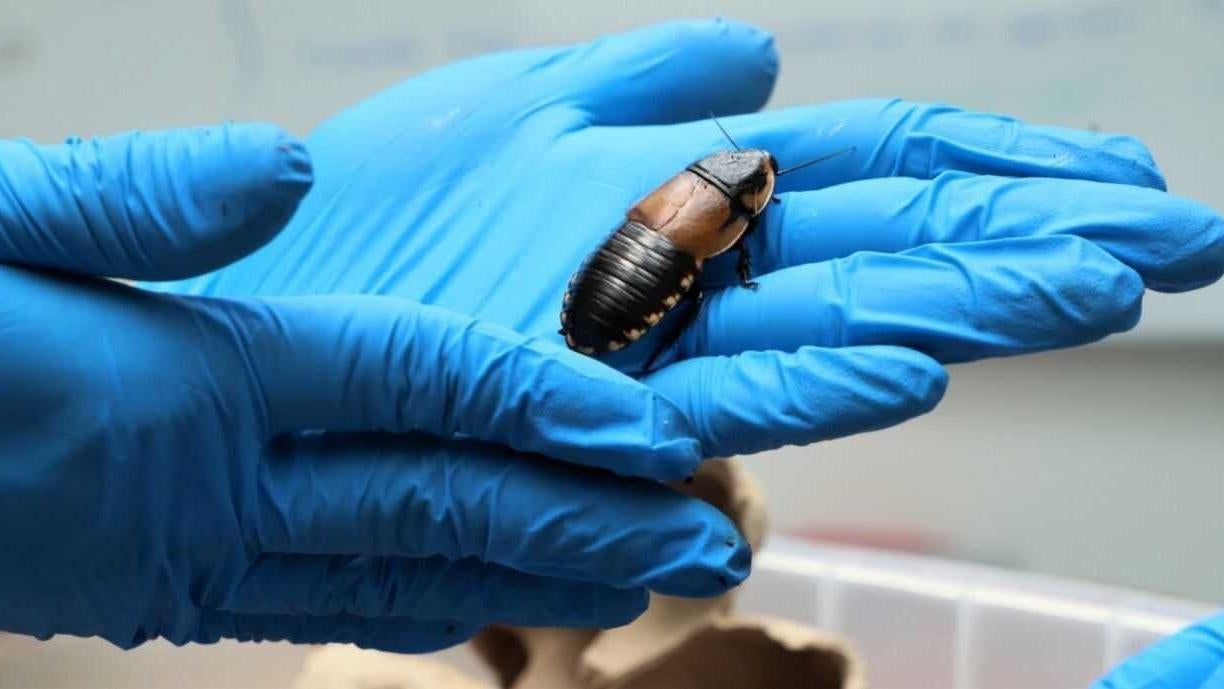 One of the giant cockroaches found in the luggage of two German travellers accused of trying to illegally smuggle them to Europe. (Photo: Colombia’s Ministry of Environment)