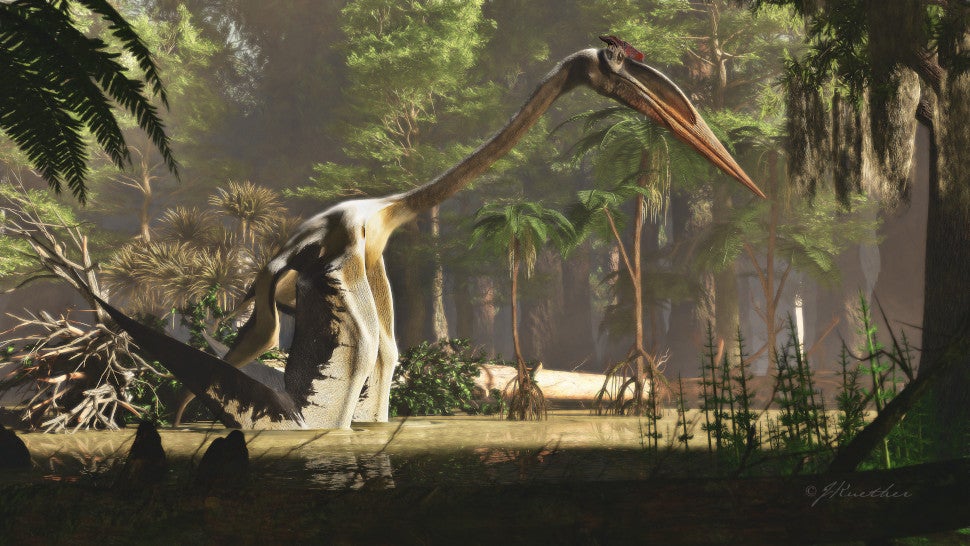 Artist's conception of the giant pterosaur Quetzalcoatlus northropi wading in water. (Illustration: James Kuether)