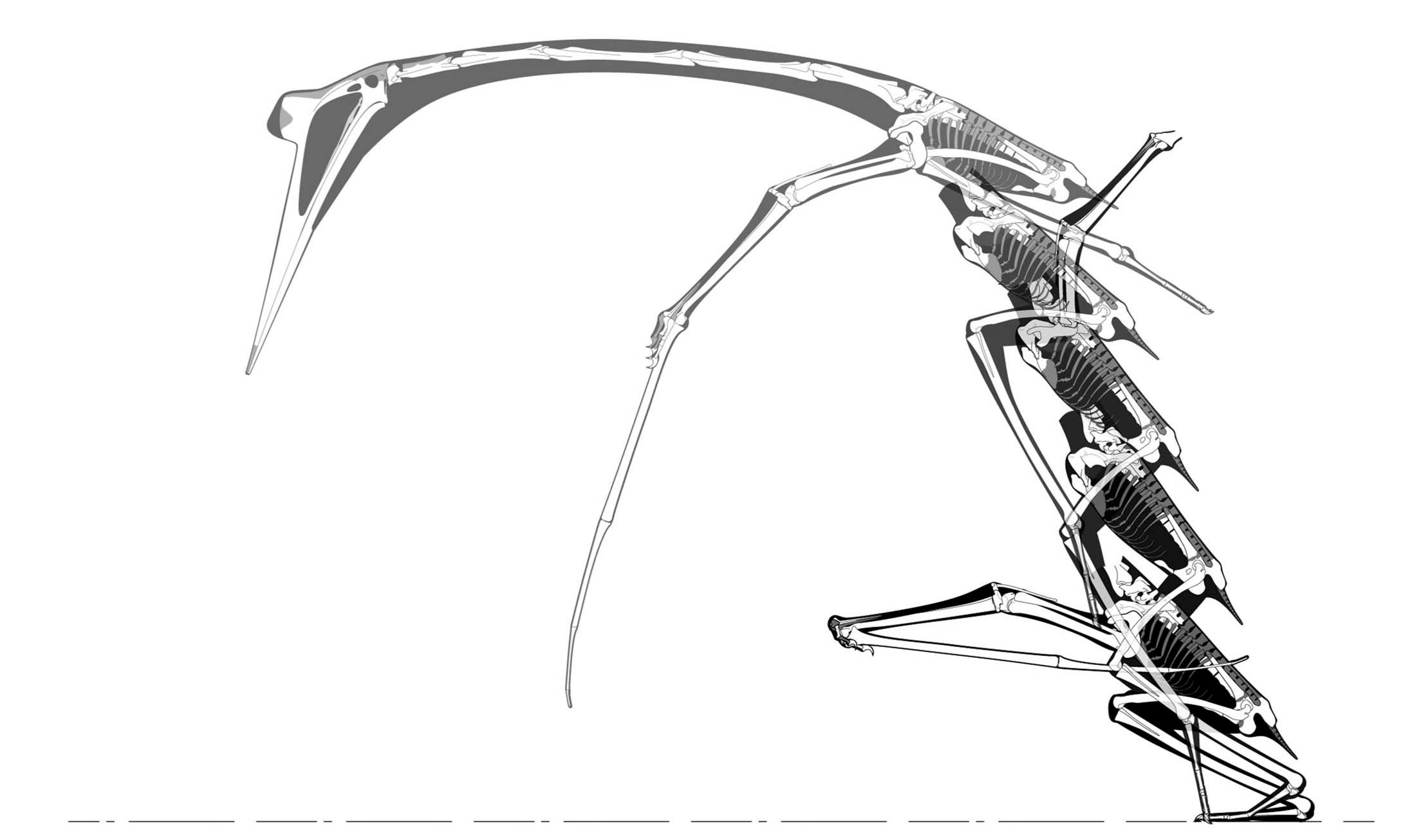 A step-by-step reconstruction of the hypothesised Quetzalcoatlus launch sequence.  (Graphic: Kevin Padian et al, 2021/John Conway)