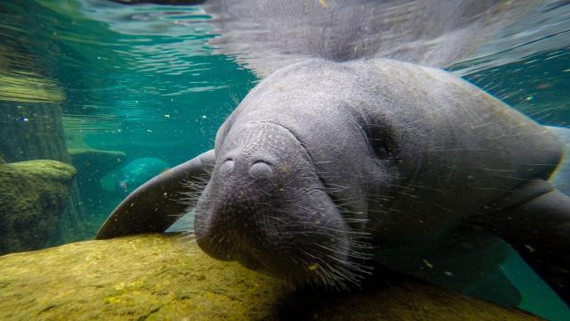 After Polluting Their Water For Years, Florida Says It Will Start Feeding Starving Manatees