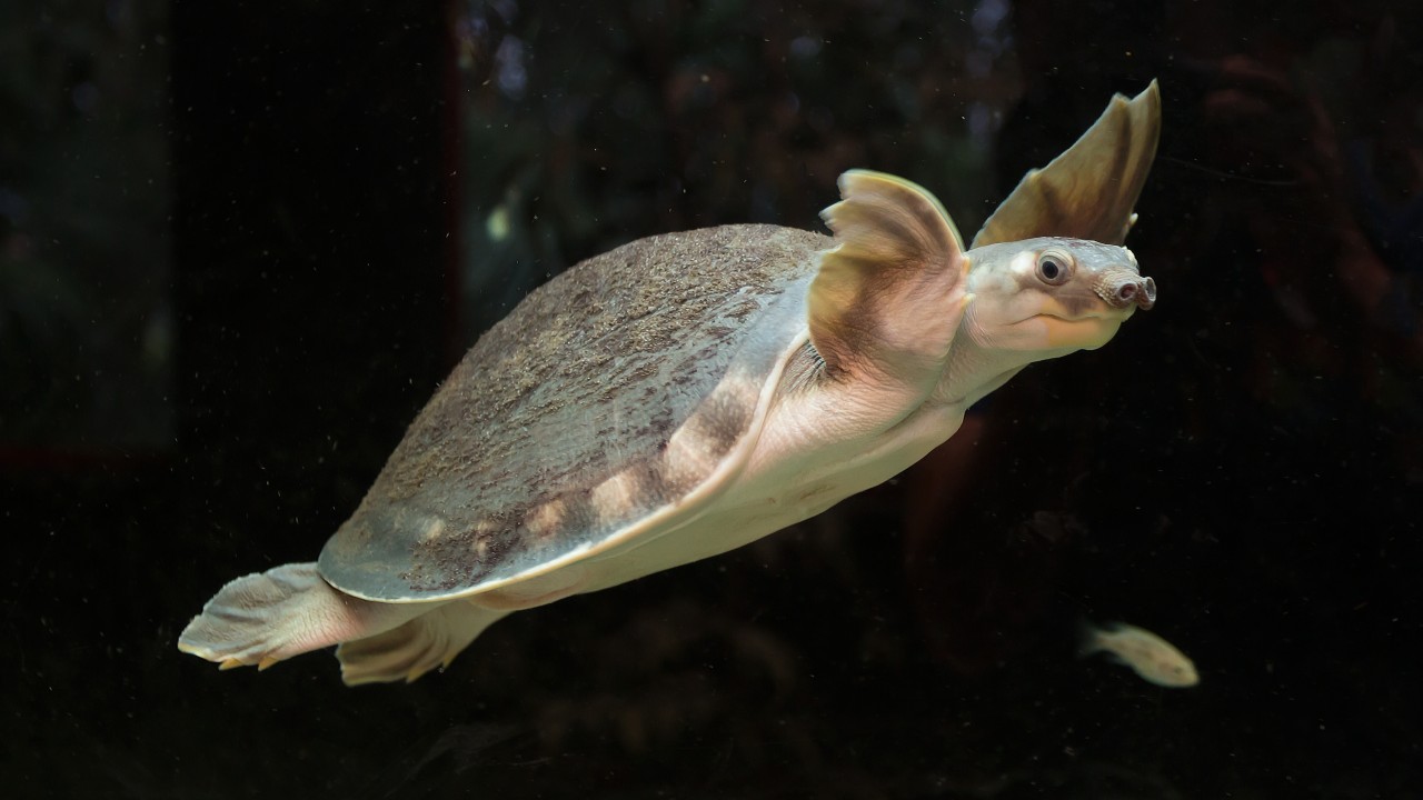 Pig-Nosed turtle