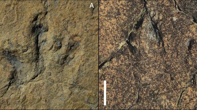120-Million-Year-Old Footprints Reveal a Scary-Fast Dinosaur