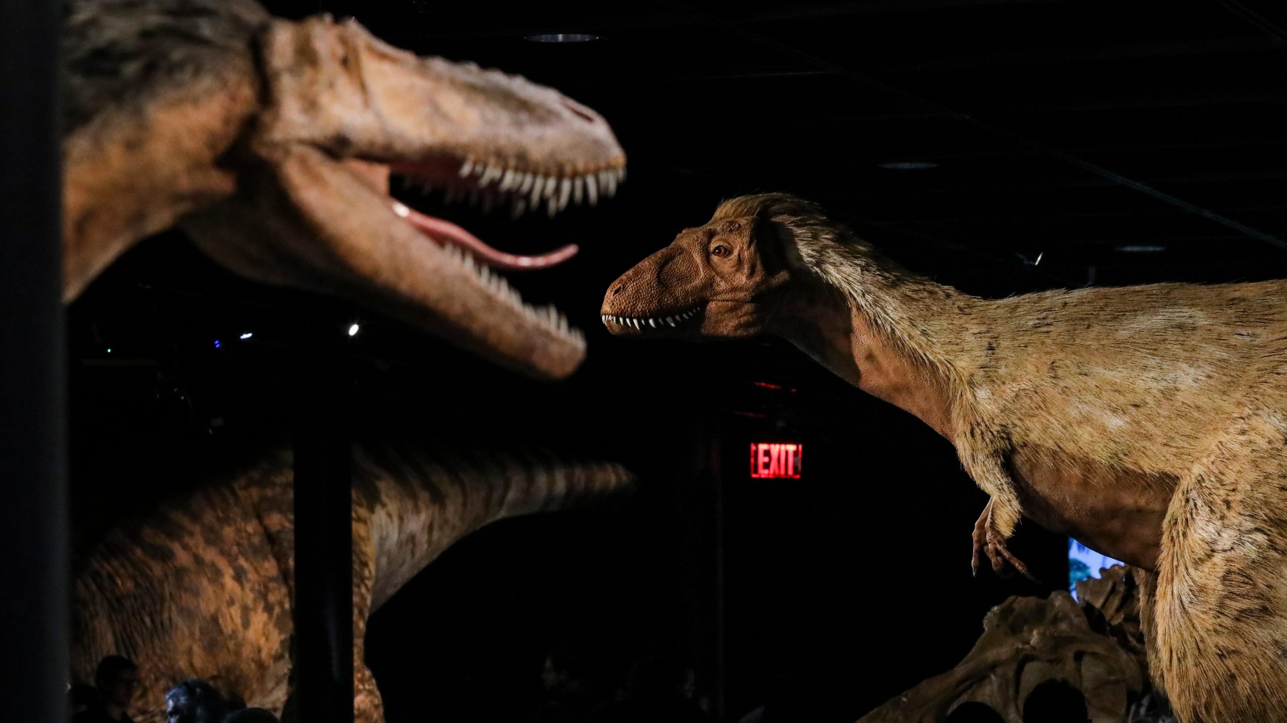 Models of Tyrannosaurus rex, a theropod dinosaur, at the American Museum of Natural History in 2019. (Photo: Drew Angerer, Getty Images)
