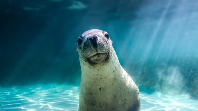 Sea Lions Can Use Their Whiskers Like Humans Use Fingertips