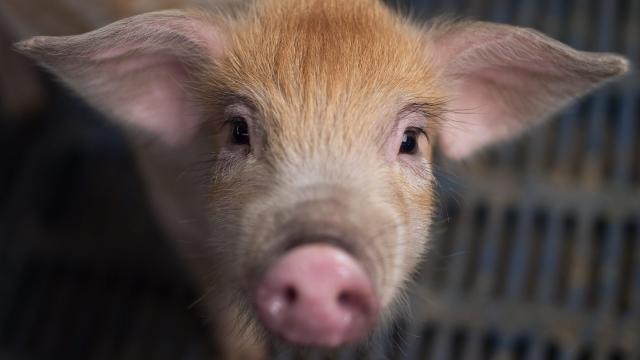 Surgeons in New York Successfully Transplant Pig Kidneys to Two People