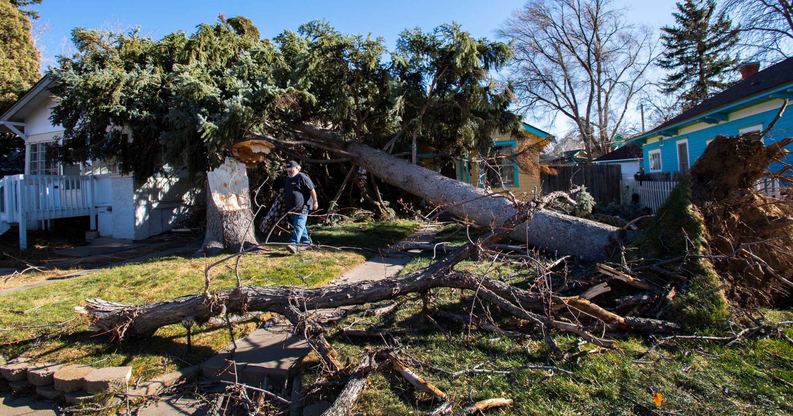 Dorcie Childs walks under two evergreen trees in his Colorado Springs, Colorado, front yard that were blown over in a wind storm. (Photo: Christian Murdock/The Gazette, AP)