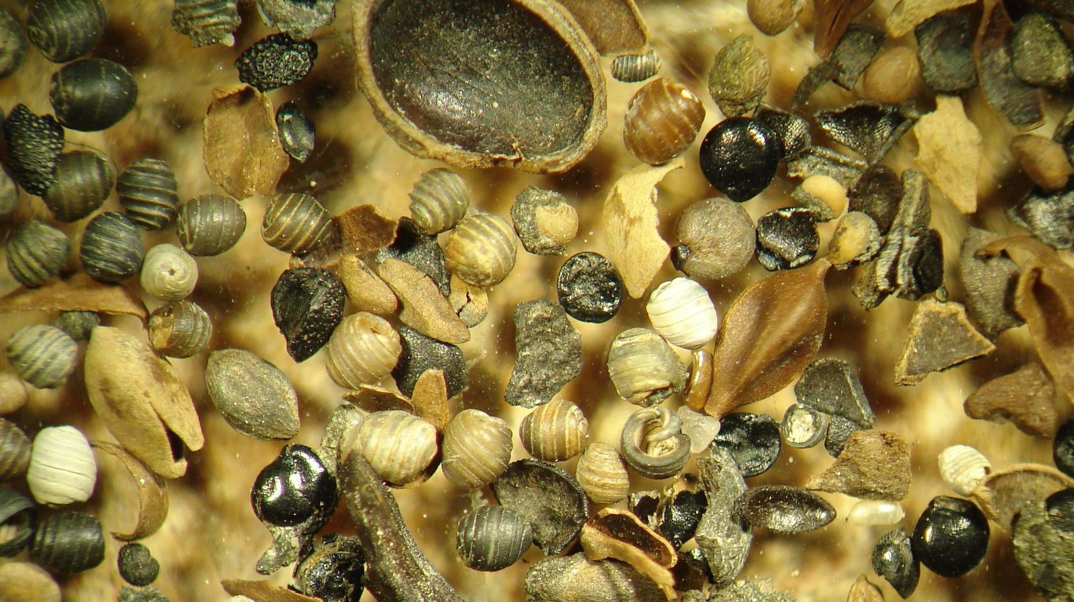 Oospores of stoneworts (algae) and charred seeds, among other organic remains pulled from the sediment.  (Image: Wim Kuijper, Leiden University, Other)
