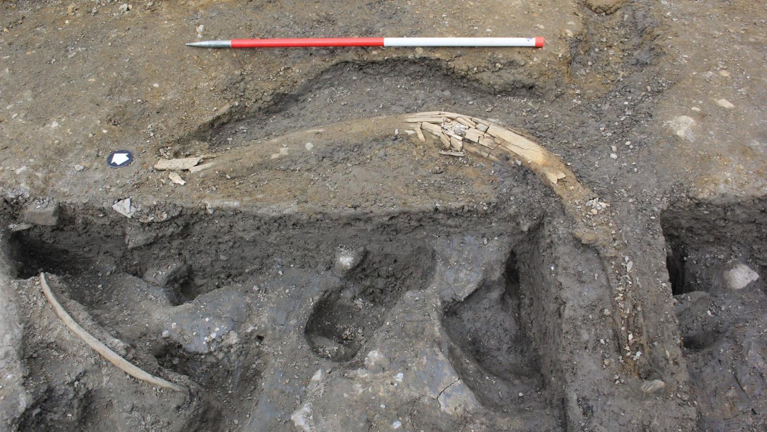 A mammoth tusk found at the site.  (Photo: DigVentures)