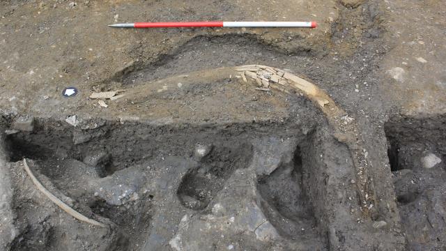 ‘Extraordinary’ Mammoth Graveyard Discovered in England