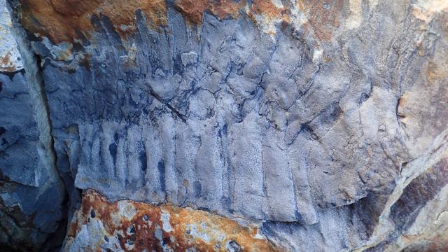 Alligator-Sized Millipede Fossil Found on English Beach