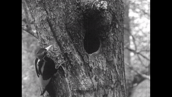 One of the last known ivory-billed woodpeckers, on the Singer Tract in Louisiana in 1935. (Gif: Arthur A. Allen & Peter Paul Kellogg / Macaulay Library at the Cornell Lab of Ornithology)