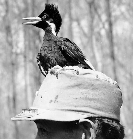 A personable ivory-bill nestling (nicknamed Sonny Boy) in 1938. There hasn't been a widely-accepted ivory-bill sighting since 1944. (Photo: James T. Tanner)