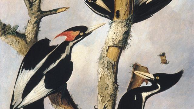 The Tragically Human End of the Ivory-Billed Woodpecker