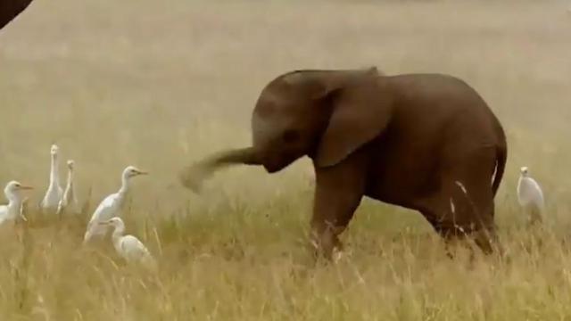 Watch This Video of a Baby Elephant Discovering Its Trunk Exists
