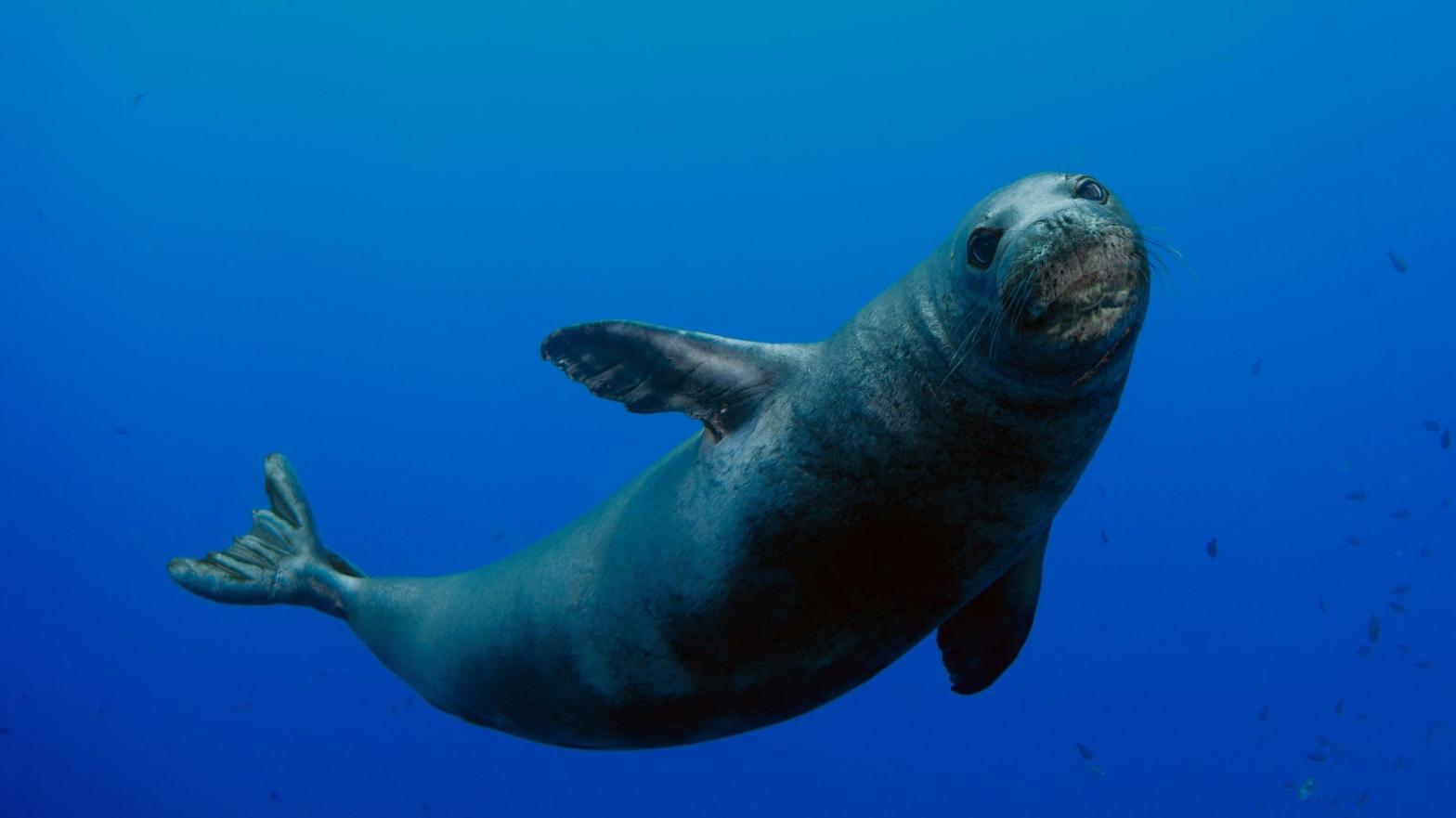 Please leave this monk seal alone. (Photo: Andre Seale, AP)