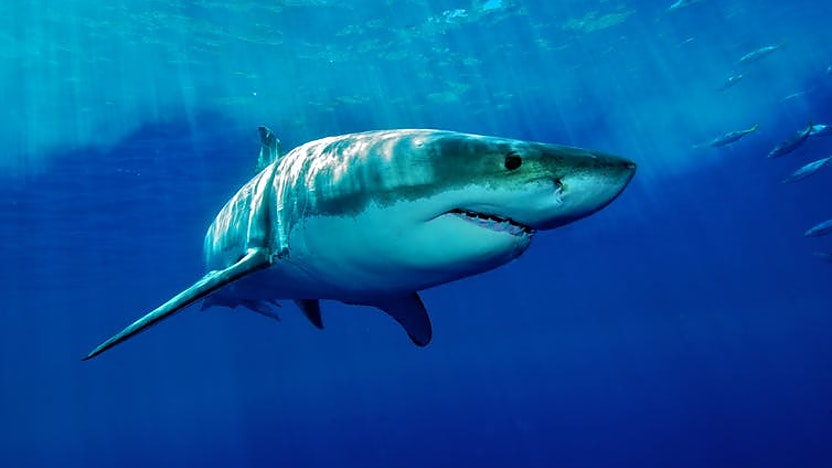 shark endangered