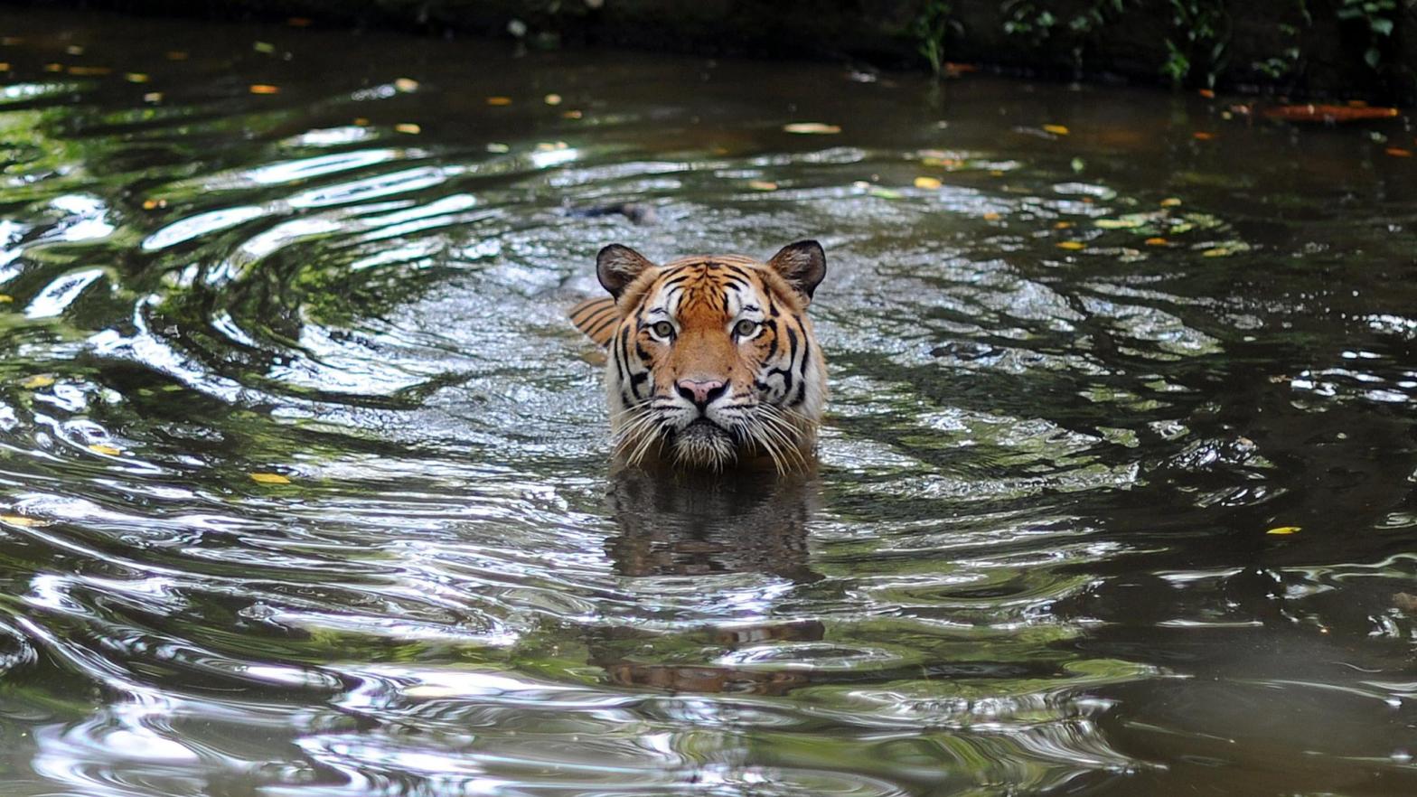 This image shows a Malayan Tiger at the National Zoo in Kuala Lumpur on May 23, 2010.  (Image: Saeed Khan, Getty Images)