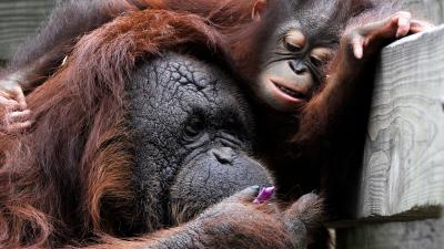 How Orangutan Mothers Change Their Own Behaviour To Help Their Children Learn