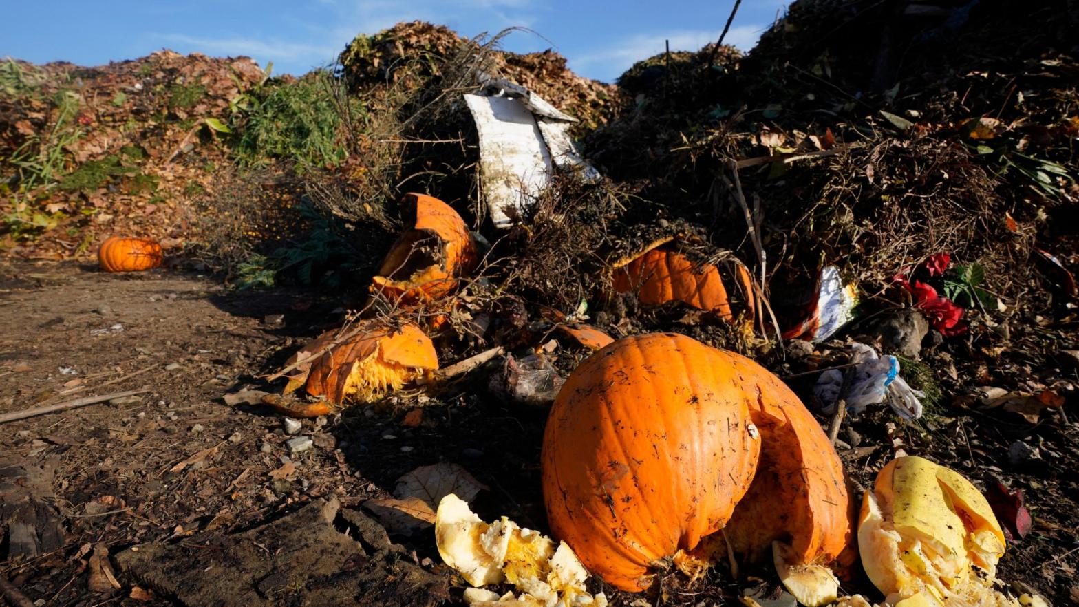 A pumpkin sits in front of other garden waste at an anaerobic processing facility in Woodland, California. (Photo: Rich Pedroncelli, AP)