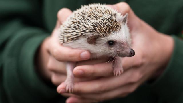 Hedgehogs to Blame for a MRSA Superbug, Not Modern Antibiotics, Study Suggests