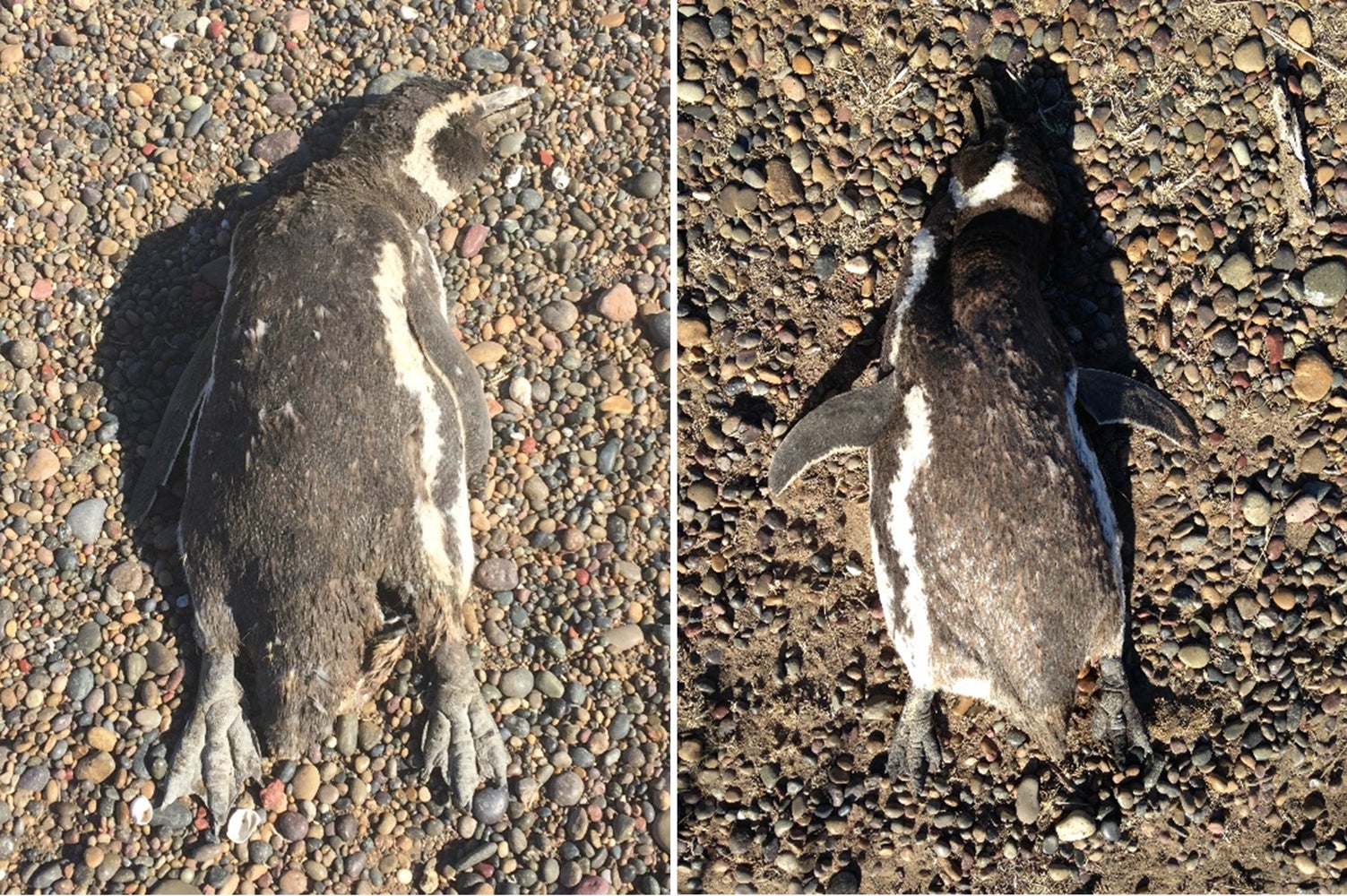 Extreme Heat Killed Hundreds of Magellanic Penguins on a Single Day in 2019