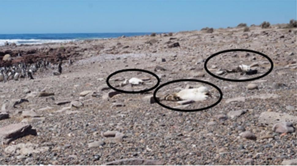 Three Magellanic penguin corpses found at Punta Tombo just after the Jan. 19, 2019 heat wave. (Photo: Anna Sulc/University of Washington)