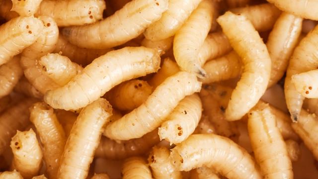 Meet the Flesh-Loving, Butt-Breathing Maggot That Helps Solve Murders