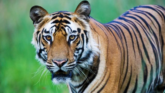 Hydroelectric Dams Are Taking a Toll on Endangered Big Cats, Study Shows