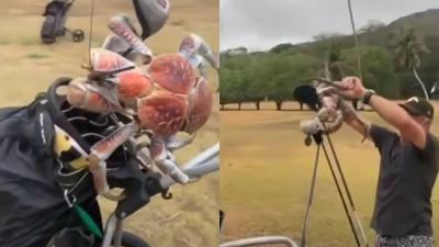 Watch This Video of a Coconut Crab Snapping a Golf Club in Half