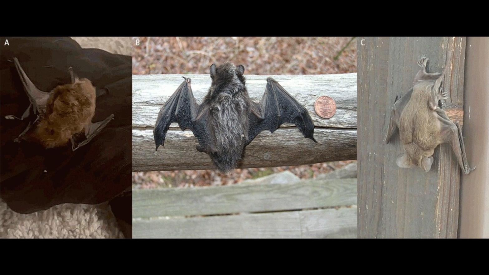 Three bat species A) Eptesicus fuscus (big brown bat), B) Lasionycteris noctivagans (silver-haired bat), and C) Tadarida brasiliensis (Mexican free-tailed bat) implicated in three of the U.S. rabies cases reported last year. (Photo: CDC: Photo A/unidentified patient; Photo B/Mark Mayfield; Photo C/Stephen Gergeni)