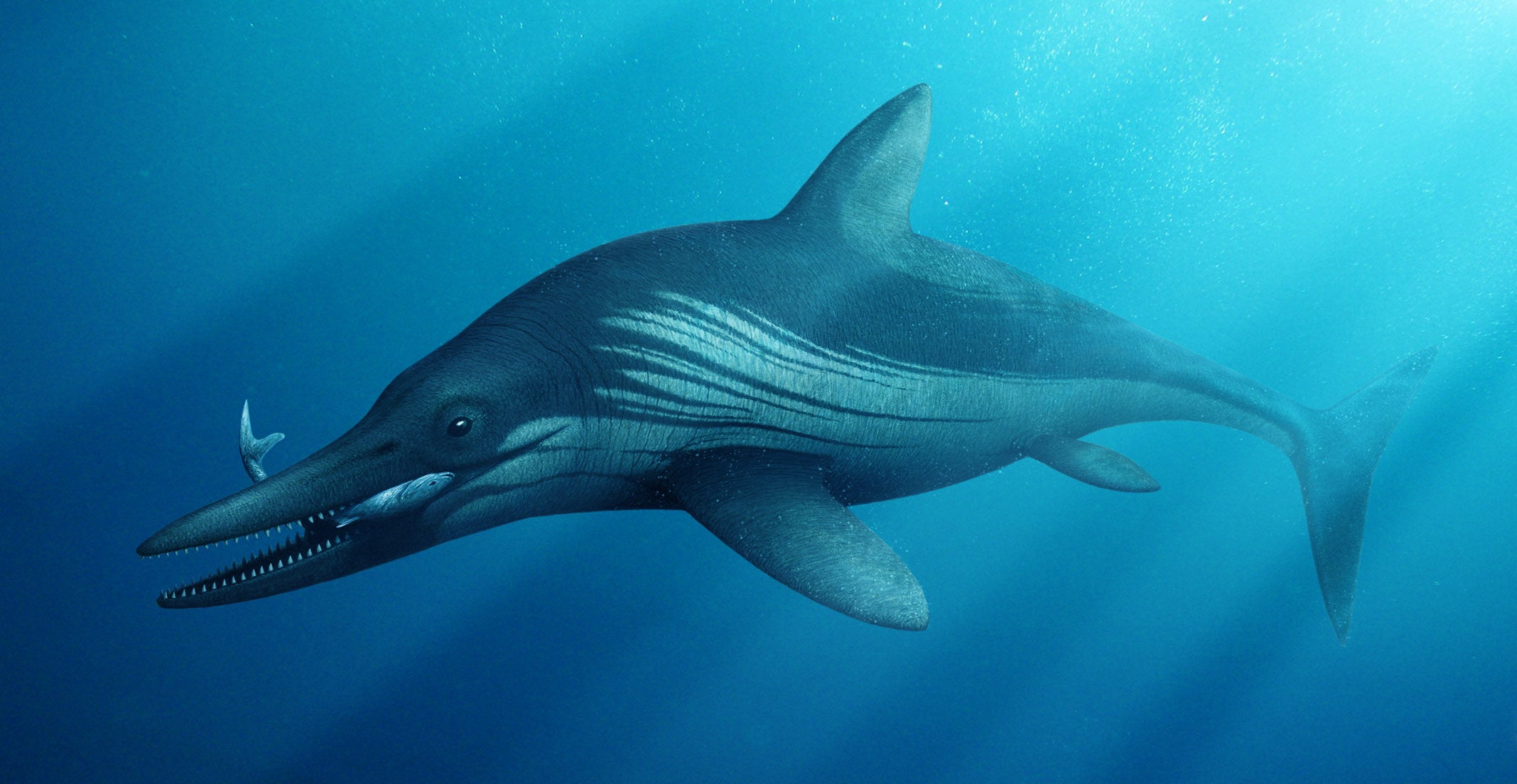 Artist's impression of an ichthyosaur.  (Image: The University of Manchester)
