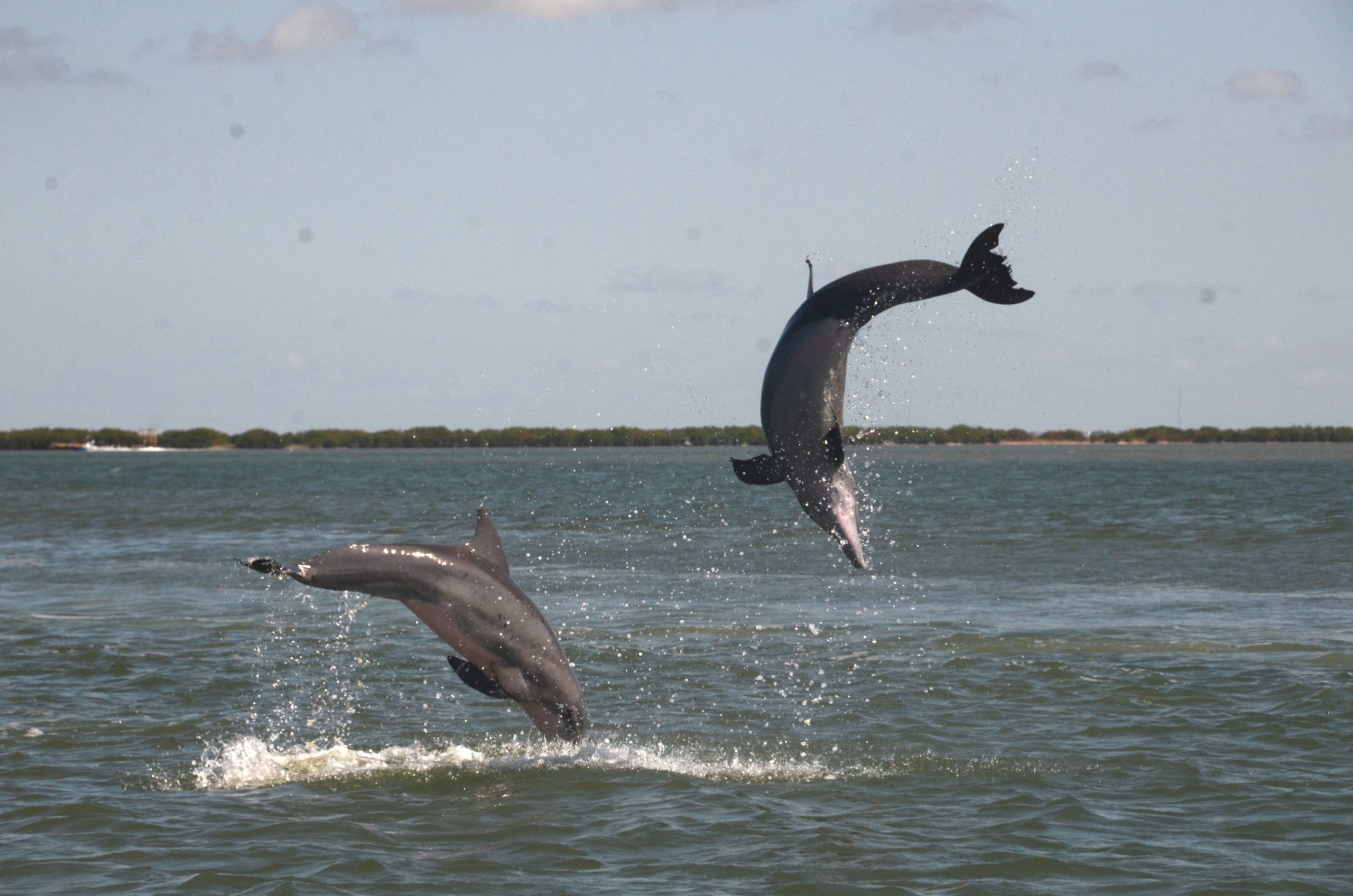 Dolphins engaging in sexual behaviour. (Photo: Dara Orbach)