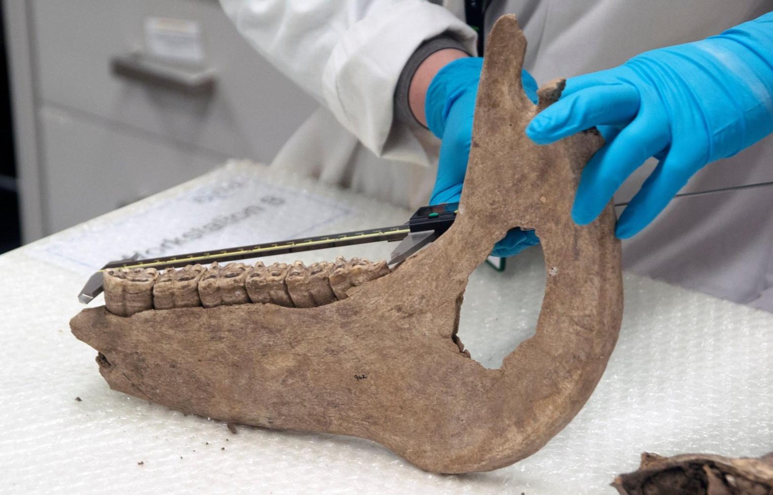The mandible of a horse. (Photo: Dr. Katherine Kanne / The University of Exeter)