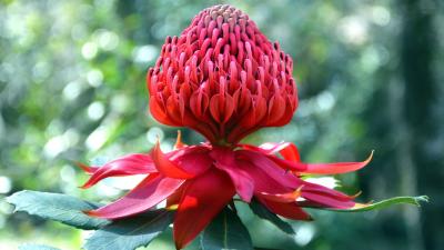 Scientists Have Cracked the Waratah’s Genomic Sequencing, and It Could Save the Flowers from Disappearing