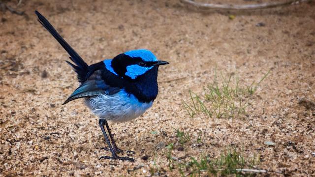 The Superb Fairy-Wren Is the Most Social Bird of the Year With Societies as Complex as Our Own