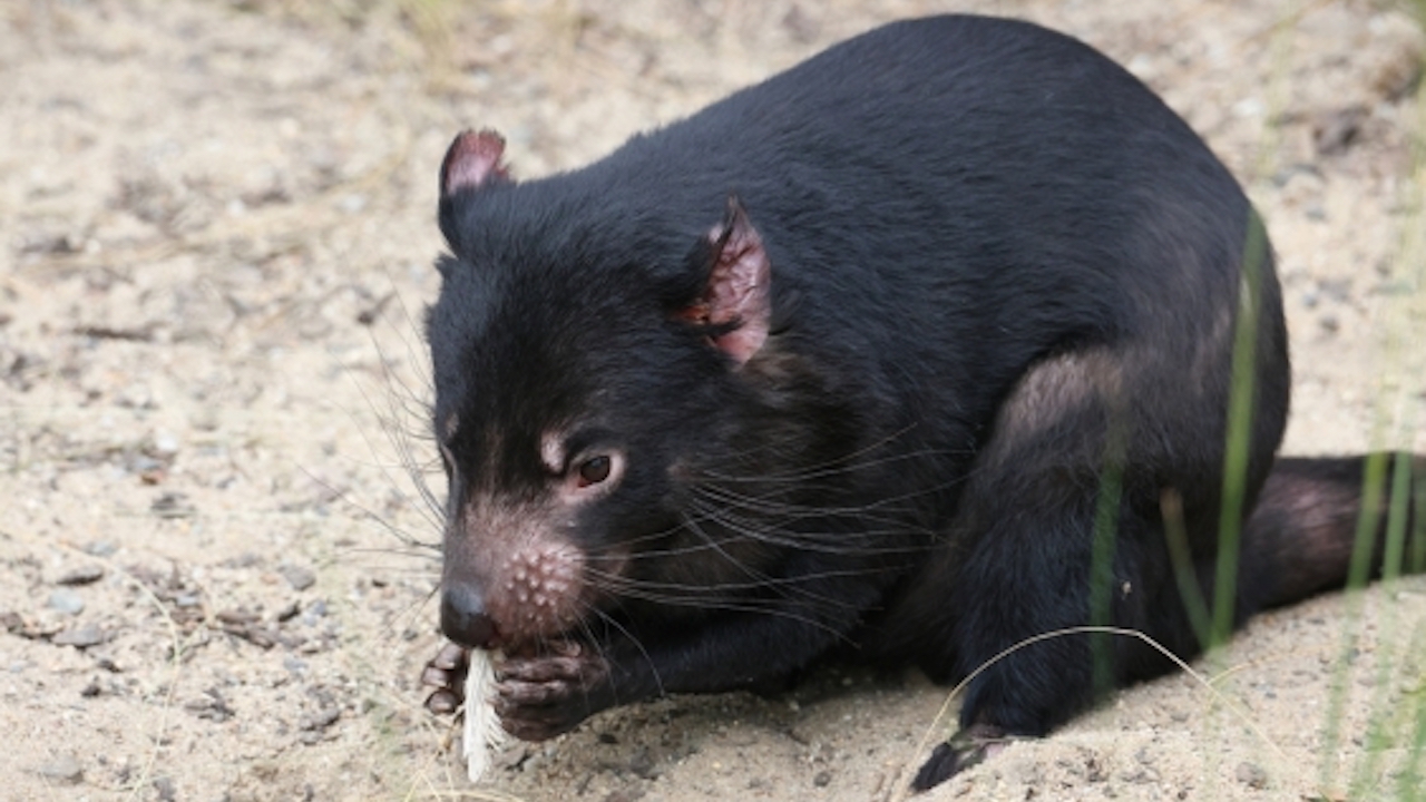 Tasmanian devil picky