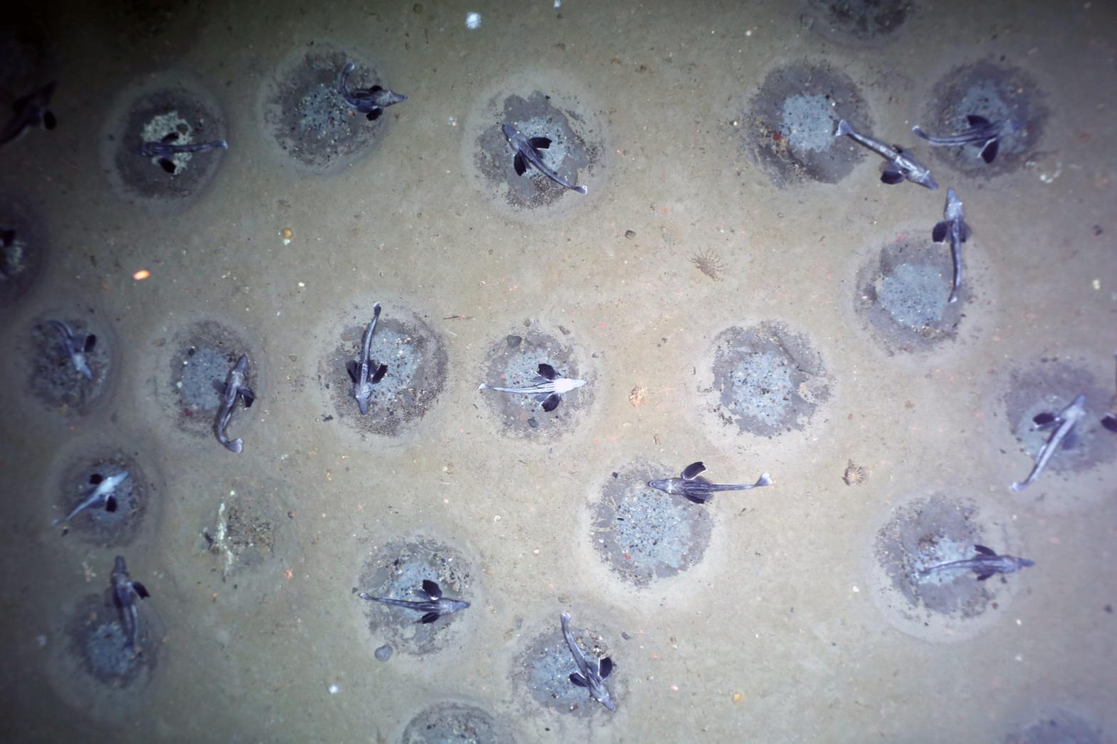 Icefish nests, some guarded, at the bottom of the Antarctic Weddell Sea in February 2021. (Photo: Alfred Wegener Institute / PS124 AWI OFOBS team)