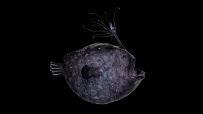 Freaky Deep-Sea Anglerfish Casts Light in Two Distinct Ways