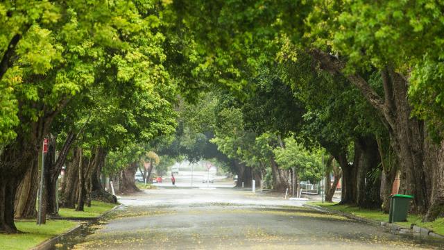 Without Urgent Action, These Street Trees Are Unlikely to Survive Climate Change