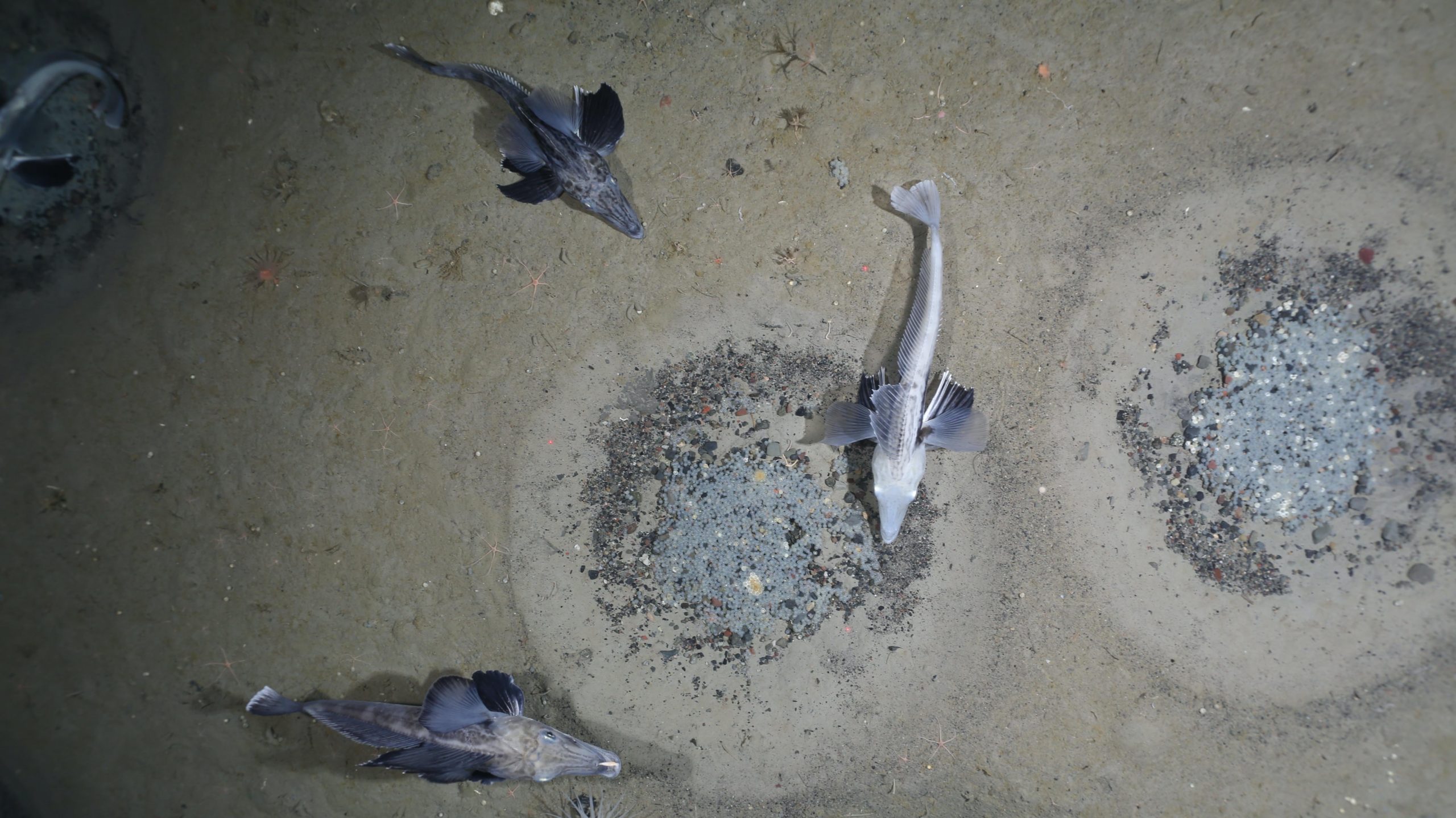Several icefish congregate around a nest. (Photo: Alfred Wegener Institute / PS124 AWI OFOBS team)