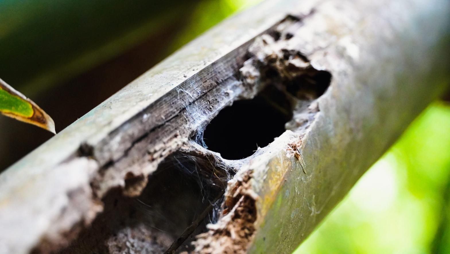 A Taksinus bambus nest.  (Photo: JoCho Sippawat (CC BY 4.0))