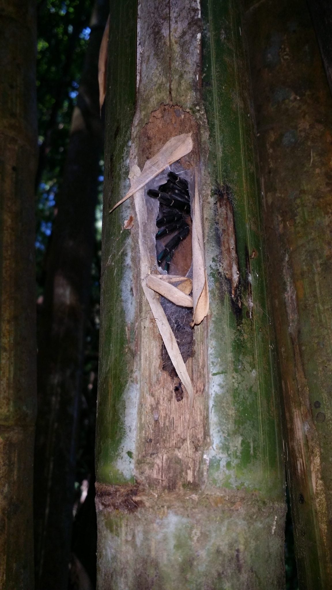 A Taksinus tarantula nesting inside of bamboo.  (Photo: JoCho Sippawat (CC BY 4.0))
