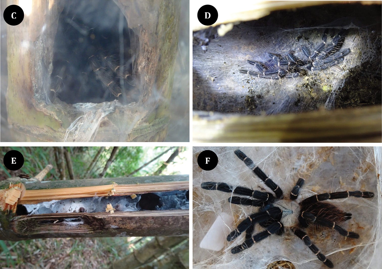 Examples of the bamboo-nesting tarantulas.  (Photo: C. Songsangchote et al., 2022/ZooKeys (CC BY 4.0))