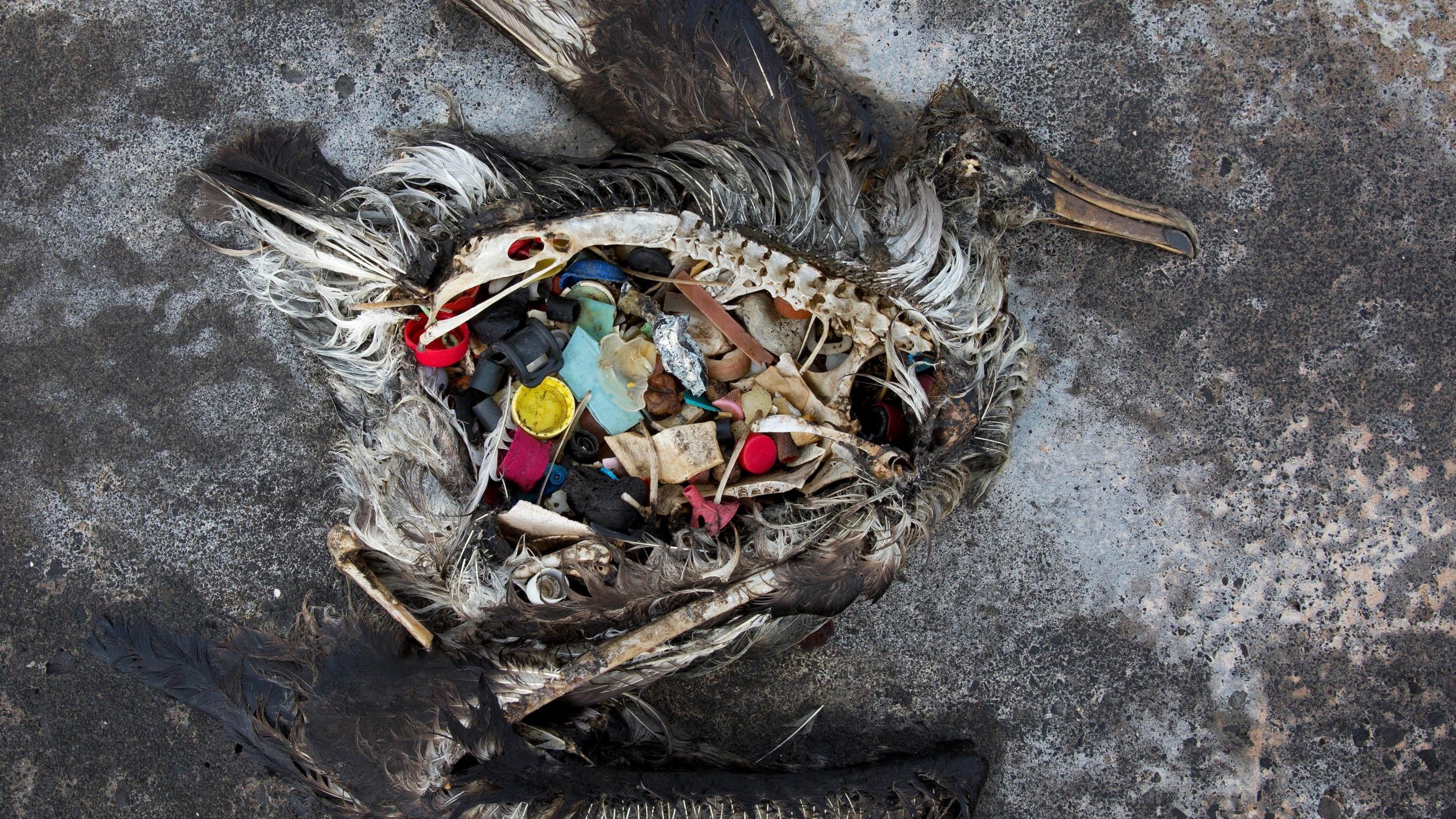 A black footed albatross chick with plastics in its stomach lies dead on Midway Atoll in the Northwestern Hawaiian Islands. The remote atoll sits amid a collection of manmade debris called the Great Pacific Garbage Patch. (Photo: Dan Clark/USFWS, AP)