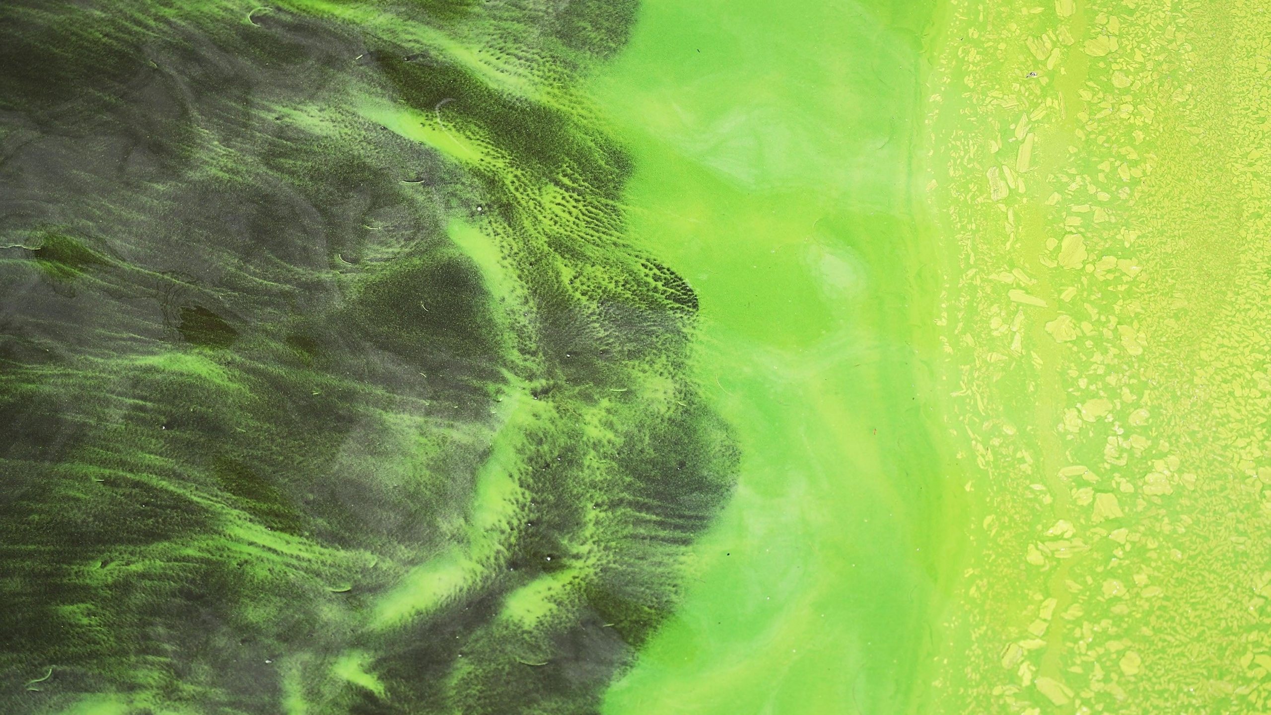 Green algae blooms are seen at the Port Mayaca Lock and Dam on Lake Okeechobee in 2018. (Photo: Joe Raedle, Getty Images)