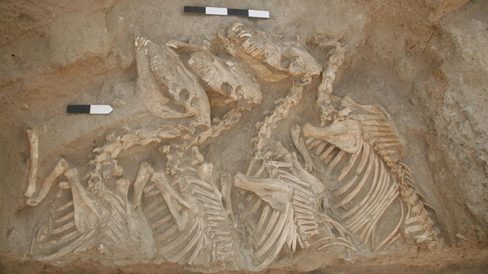 Four kunga skeletons lying in situ in Umm el-Marra, Syria (Photo: Glenn Schwartz / John Hopkins University.)