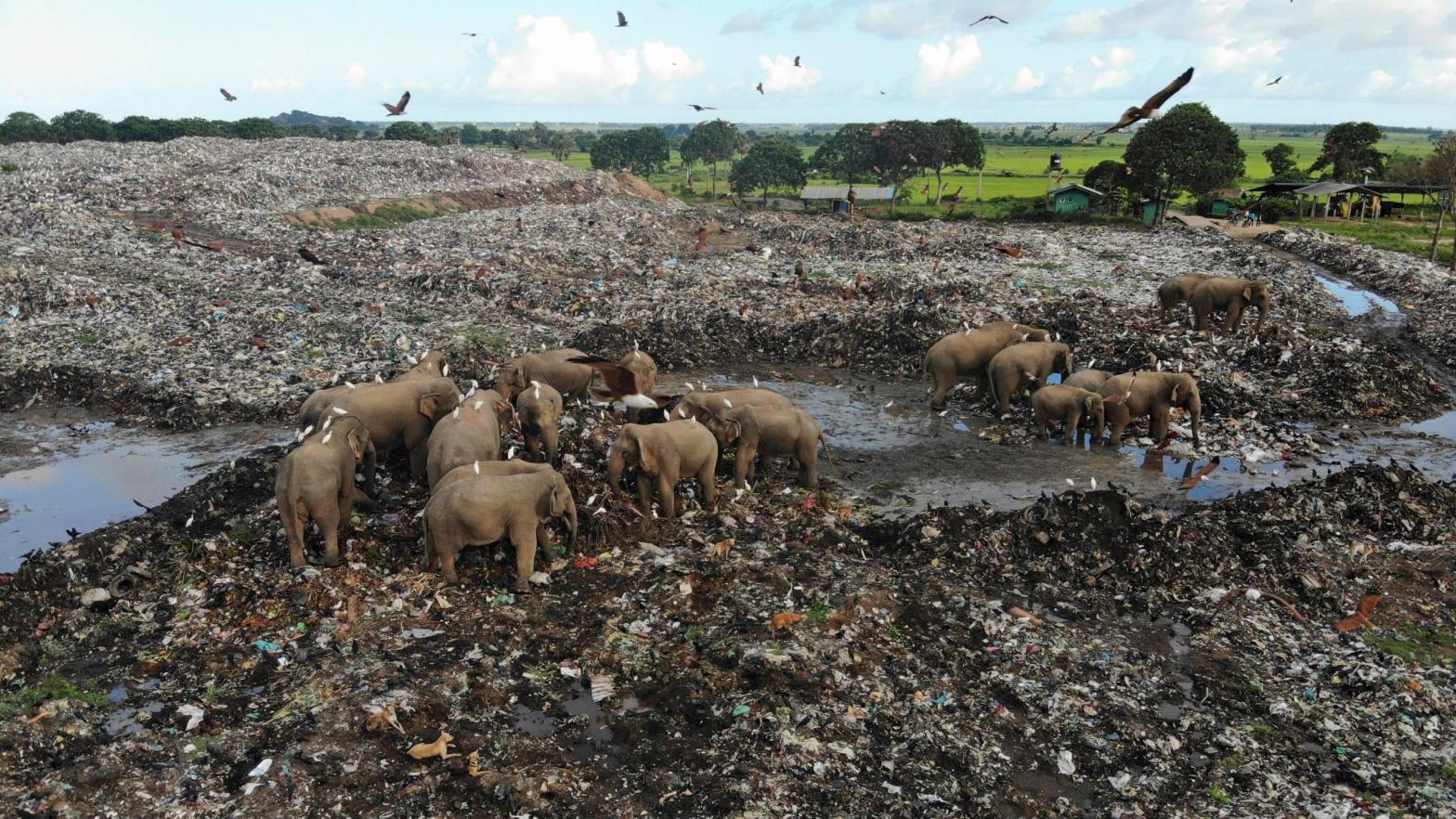 Wild elephants scavenge for food at an open landfill in Pallakkadu, Sri Lanka, on Jan. 6, 2022. (Photo: Achala Pussalla, AP)